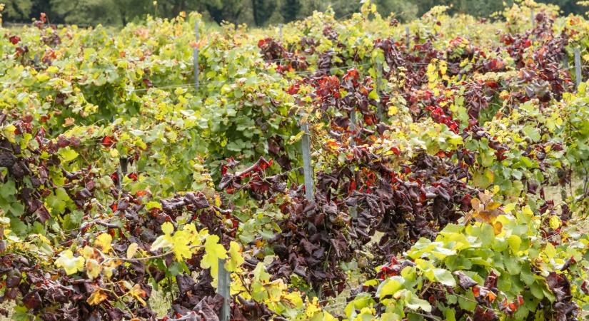 Sok szőlőültetvényt felszámolnak, de közel a megoldás a fitoplazma elleni küzdelemben