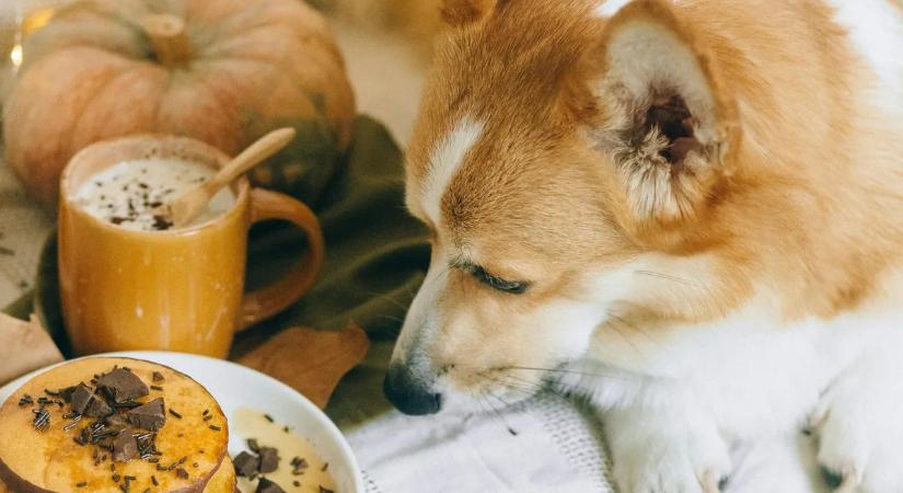 „Szeretetből öli meg a kutyáját?” – Egy virsli annyi neki, mint neked három zacskó chips