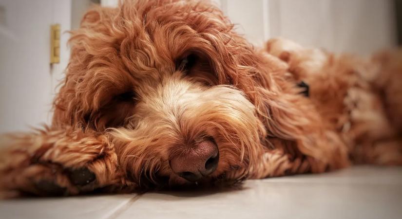 Megható vége lett a repülőtéren hagyott kiskutya drámájának