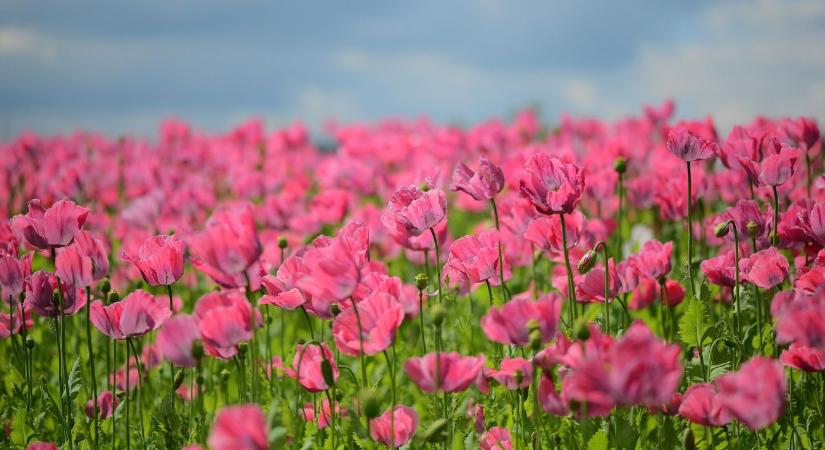 Büntethetik a mákot a kertben? Három szabály, amit minden hobbikertésznek ismernie kell