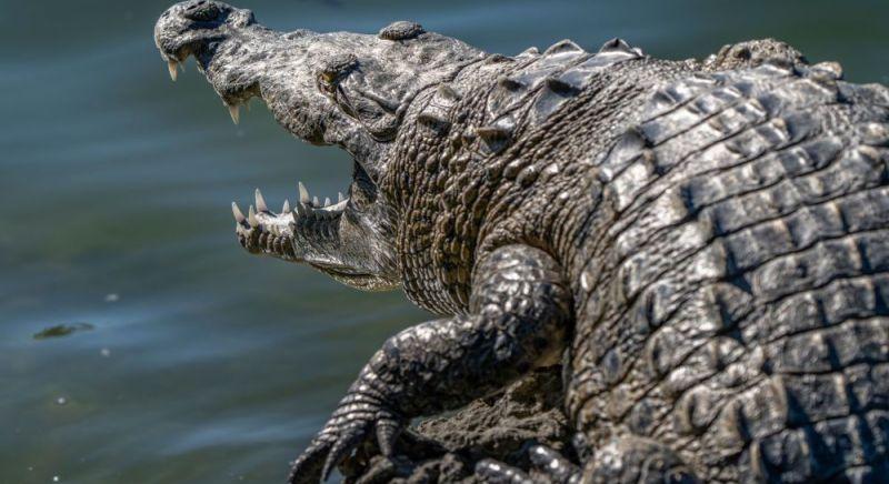 Borzalmas felfedezés: eltűnt nőt találtak egy krokodil gyomrában