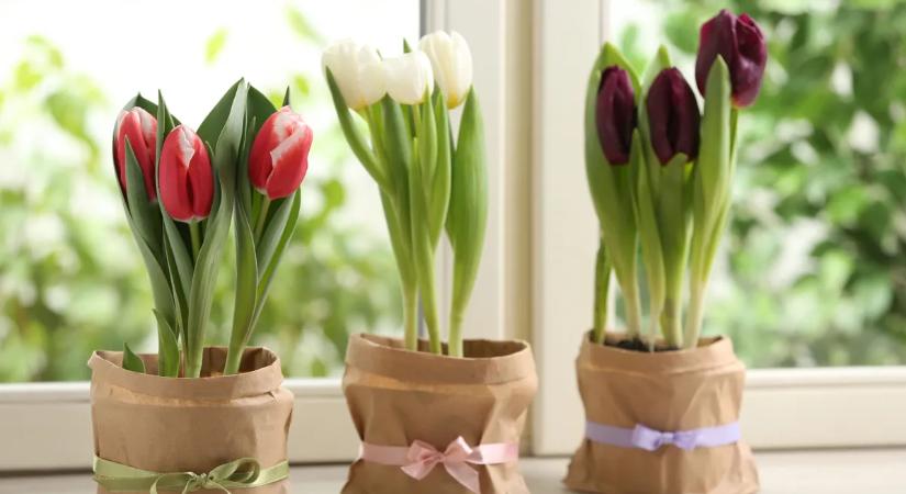 Így lesz hosszú életű a szobában a cserépben vásárolt hagymás tulipán