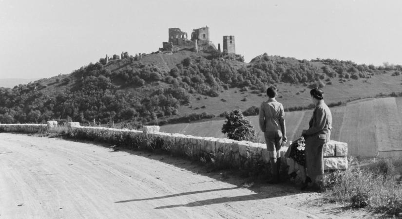 A fák vagy a vár? Legendás panorámaút lehetne a bakonyi szerpentin, de lombok takarják a kilátást (képgaléria)