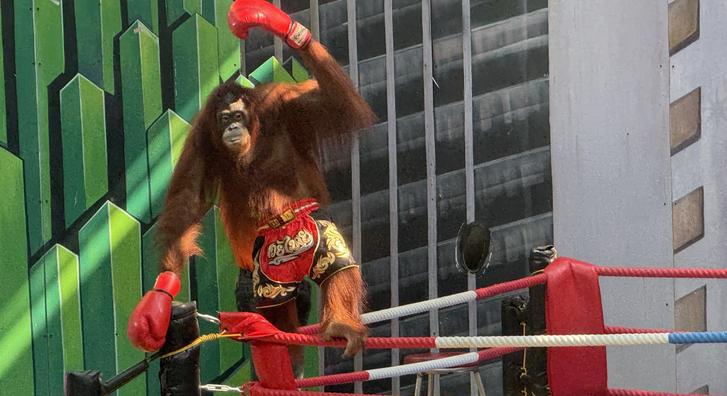 Turisták kedvence, állatvédők rémálma a hírhedt orangután show-k