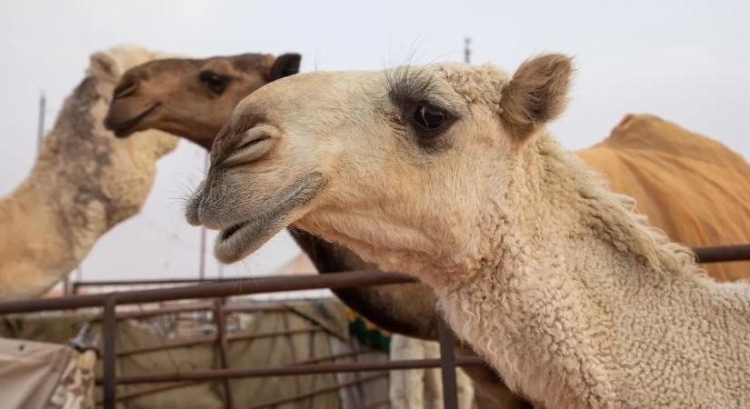 Botoxolták a tevéket egy szépségversenyeken, ezért kizárták őket