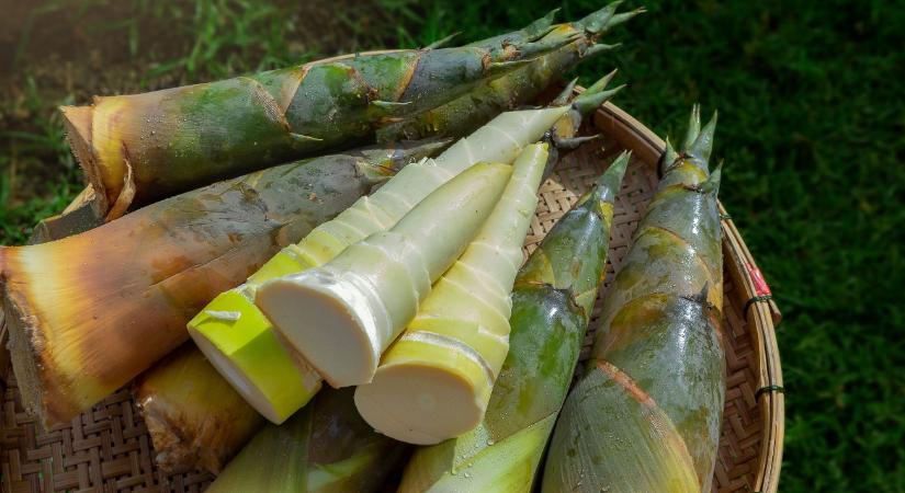 Szuperélelmiszer vagy rejtett veszély? Kiderült az igazság a bambuszról