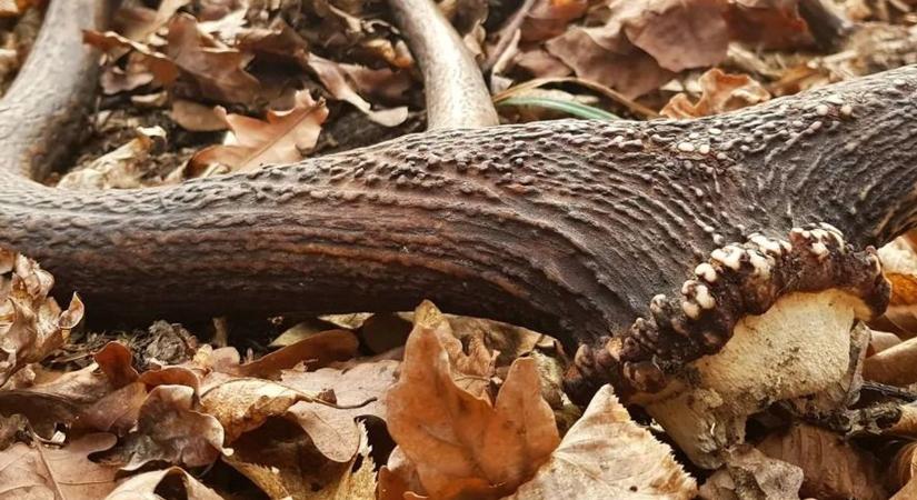 Mindennek van gazdája az erdőben, az agancsgyűjtés komoly probléma