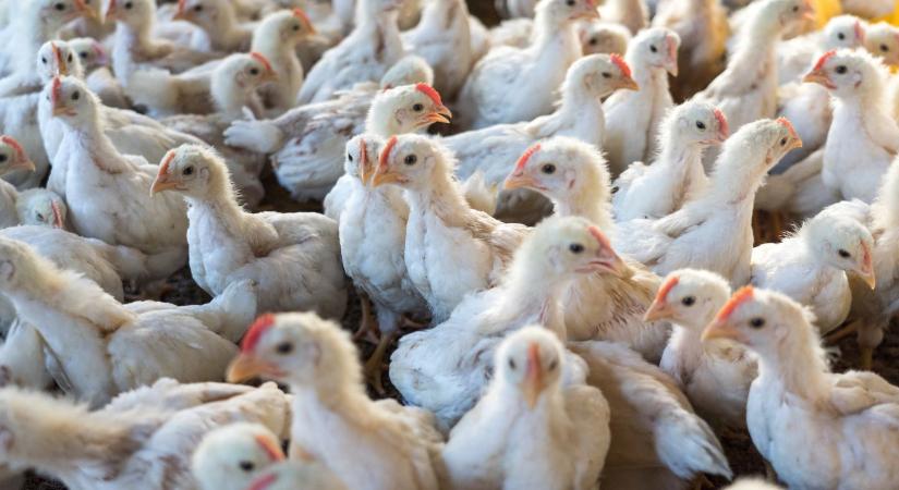 Felfoghatatlan veszteség: 7,4 millió csirkét kellett leölni négy hét alatt