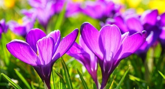 A tavasz első napja: itt a friss időjárás-előrejelzés vasárnapra