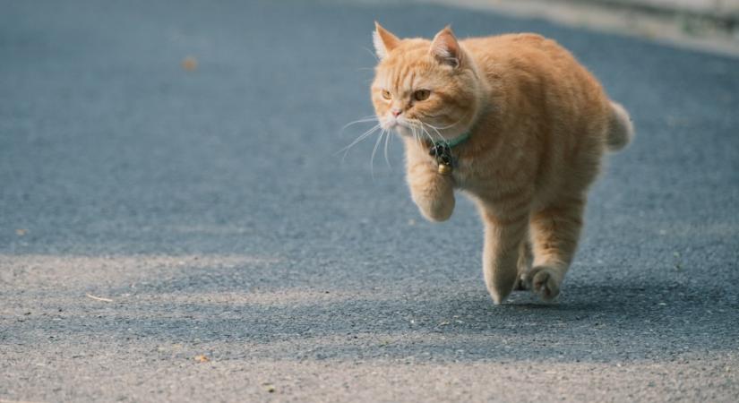 Miért szalad el a macskánk, amikor közeledünk felé?