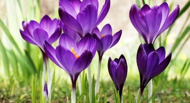 Márciusi babonák és népszokások: időjárási megfigyelések a tavasz kezdetén