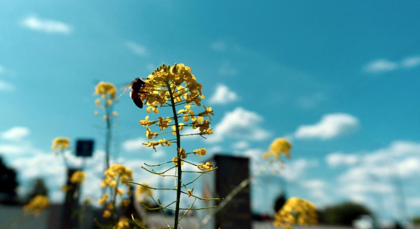 Meddig tarthat ki a szikrázó napsütés?