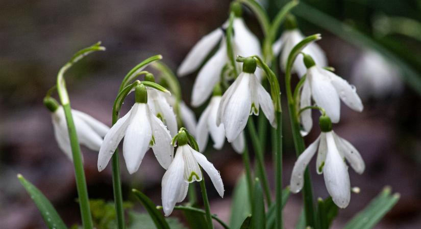 Időjárás: Kora tavaszias idő lesz főszerepben a következő napokban