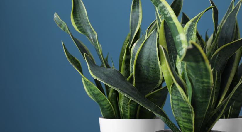 Dúsan hajt az anyósnyelv a filléres házi tápszertől: hogyan készítsd el?