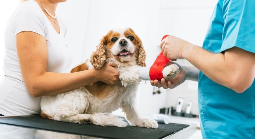 Gazdik figyelem! Így alakul a hétvégi állatorvosi ügyelet