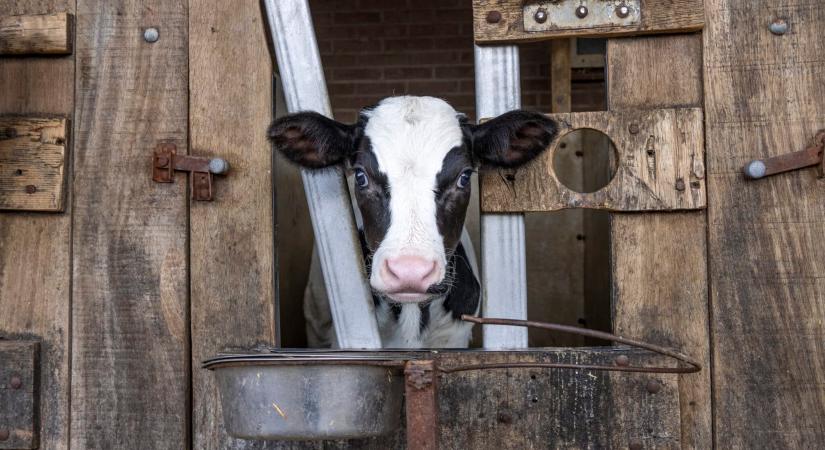 Égő istállóba szorultak a tehenek, nagy kockázatot vállaltak értük a rendőrök