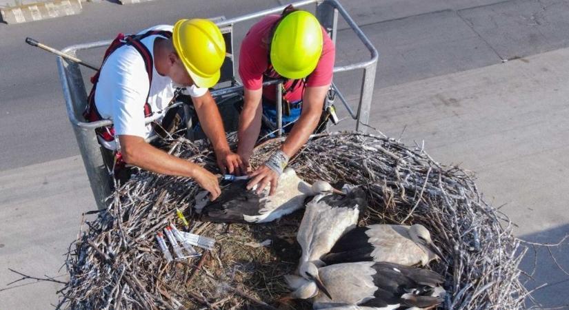 Mire ideérnek a gólyák, több helyen biztonságosabb fészek várja őket