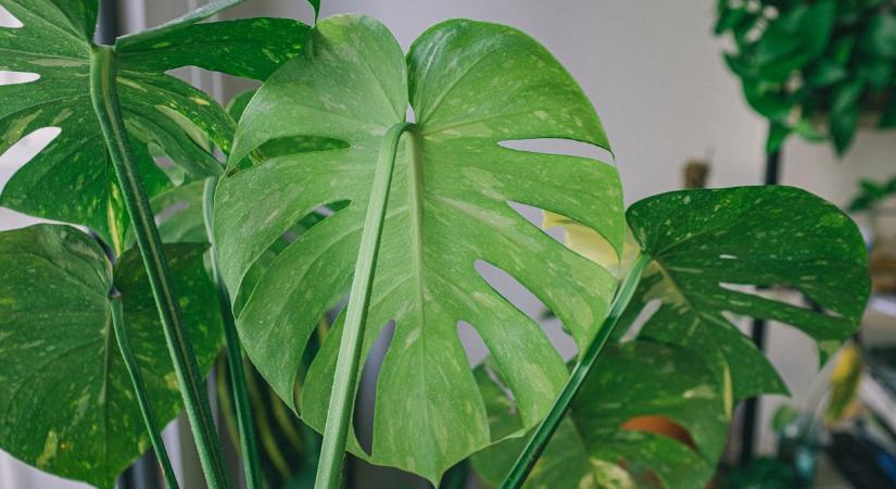 A mostera gondozása gyerekjáték: erre van szüksége a növénynek márciusban