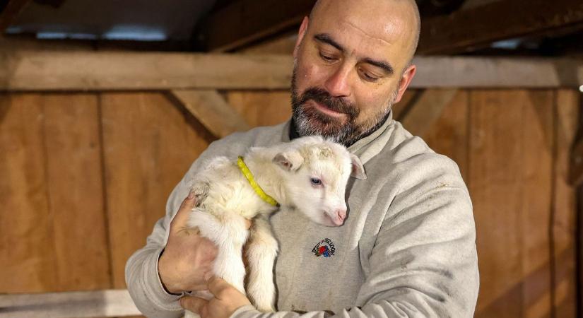Igazi cukorfalatok – kis kecskegidák a nagy kedvencek most a Decsi hegyen (képgaléria, videó)
