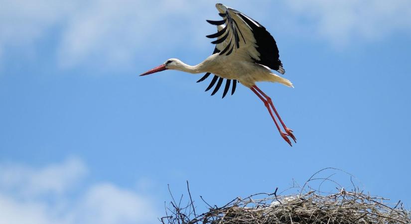 Hamarosan érdemes az eget kémlelni: ekkor érkeznek a fehér gólyák