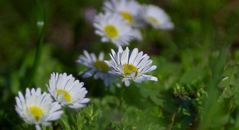 Megkezdődött a meteorológiai tavasz: igazi kirándulóidővel kezdődik a március