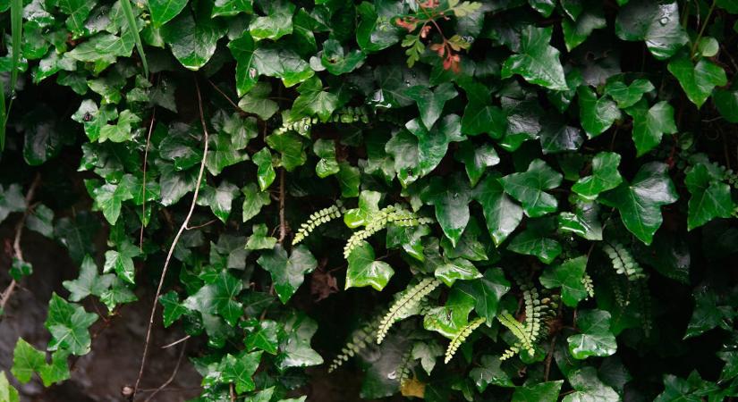 Elszaporodott a borostyán a kertben? Még most szabaduljon meg tőle