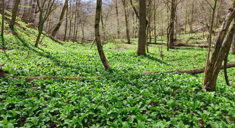 A Bakony rejti az ország legvadregényesebb táját: erre az erdőre szavak sincsenek