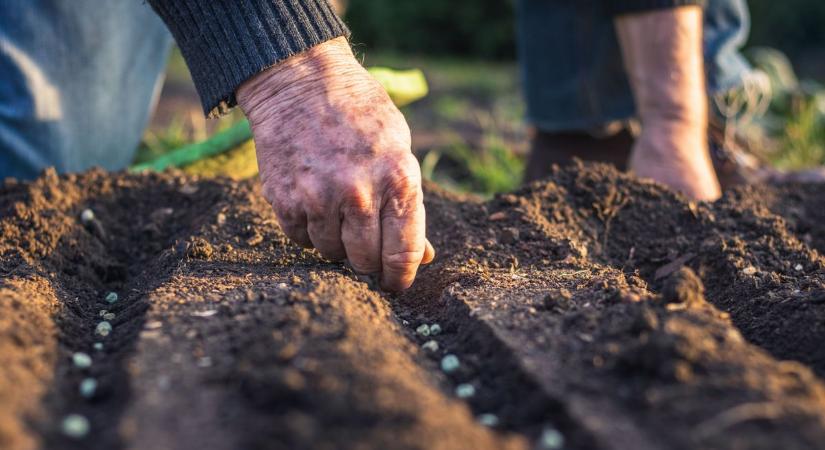 Most kell vetni a zöldborsót, ezt a régiek is jól tudták