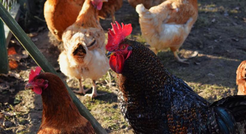 Fontos teendőre figyelmeztetnek – ezt jó ha tudod, ha baromfit tartasz!