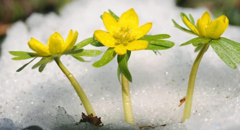 Komáromba is megérkezett a tavasz - kinyílott a kikeleti téltemető