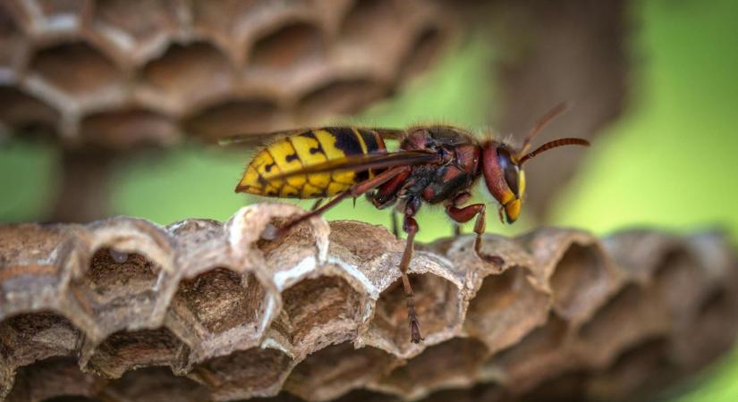 Országos riasztás az ázsiai lódarázs miatt – mostantól bárhol igényelhető az ingyenes csapda