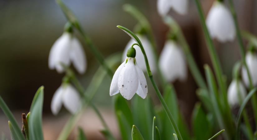 Berúgta az ajtót a tavasz
