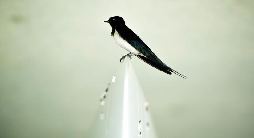 A klímaváltozás drámai hatása: kétmillió fecske hiányzik Magyarországról