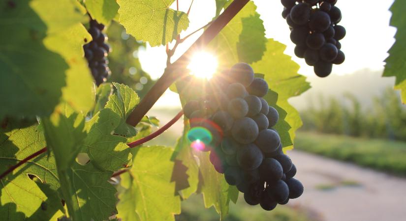 Baráth Zoltán, a felhagyott szőlők kutatója