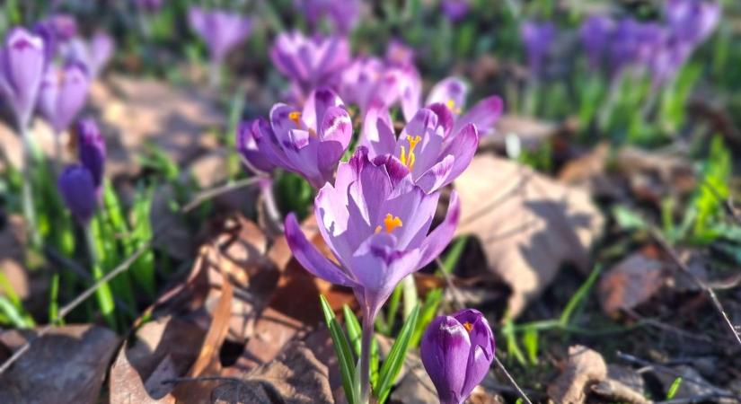 Nem hókusz-krókusz! A MetFigyelő zalaegerszegi fotókkal ünnepli a tavaszt