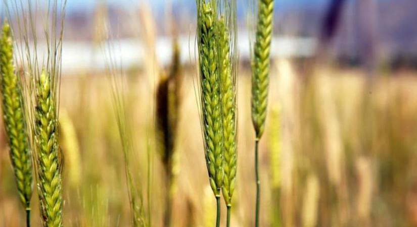 Ez a felfedezés átírhatja az eddig megszokott élelmiszer-termelést