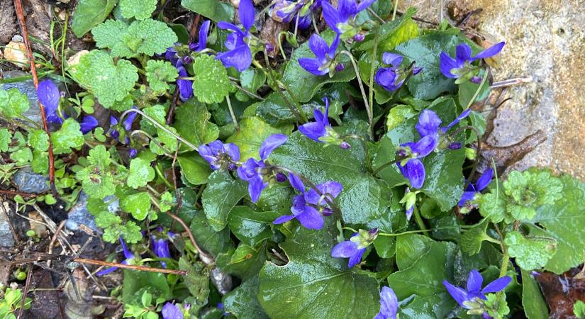 Jövő heti időjárás: brutális hőingadozást hoznak a meteorológiai tavasz első napjai