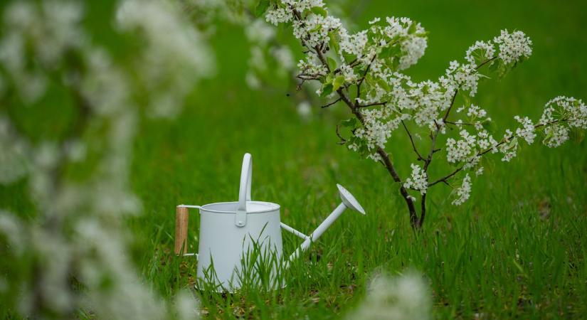 Ha megjelent a kertedben a tavasz hírnöke, így marad sokáig gyönyörű