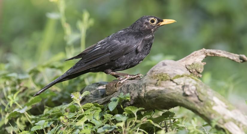 Ezt jelenti, ha ugyanaz a rigó minden nap visszatér a kertedbe