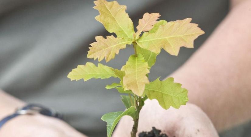 Lombos jövő a kiszáradt fenyves helyén - ami irtásnak tűnik, az valójában az erdők megújítása