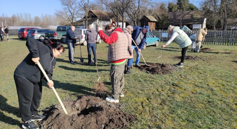 Önkéntesek ültettek őshonos gyümölcsfákat a Kopáncsi Tanyamúzeumnál