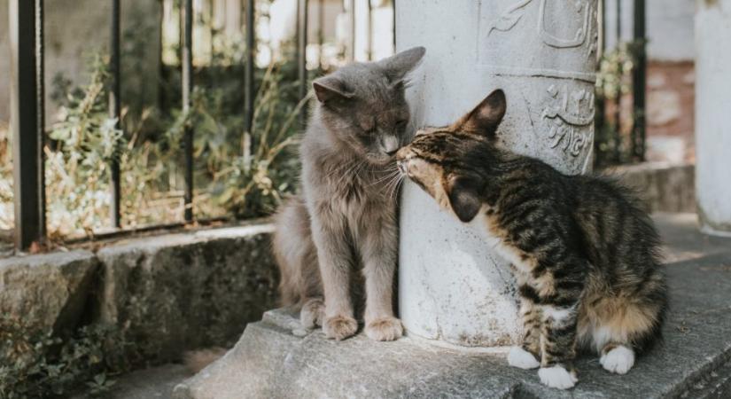 Ezek a jelei annak, hogy macskád tüzel