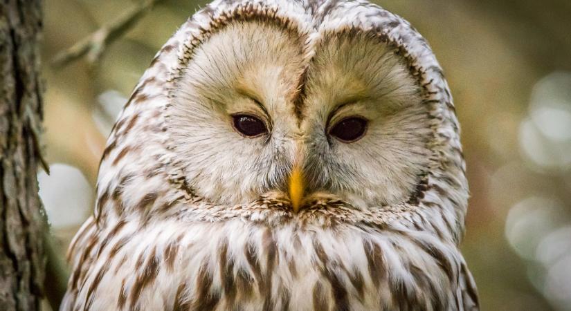 Élővilágunk megismerése és védelme