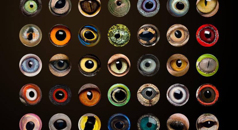 Az első szemek rejtélye