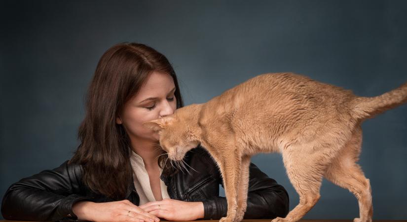 „A macskák önmagukban is elegendőek ahhoz, hogy csökkenjen a szorongás" – így indult el itthon a macskaterápia