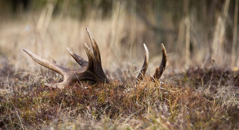 Lopásnak minősül, ha az erdőkben talált lehullajtott agancsokat hazavisszük