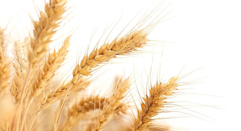 Ezer tonna búzát szállító uszály kapott léket Vámosszabadinál