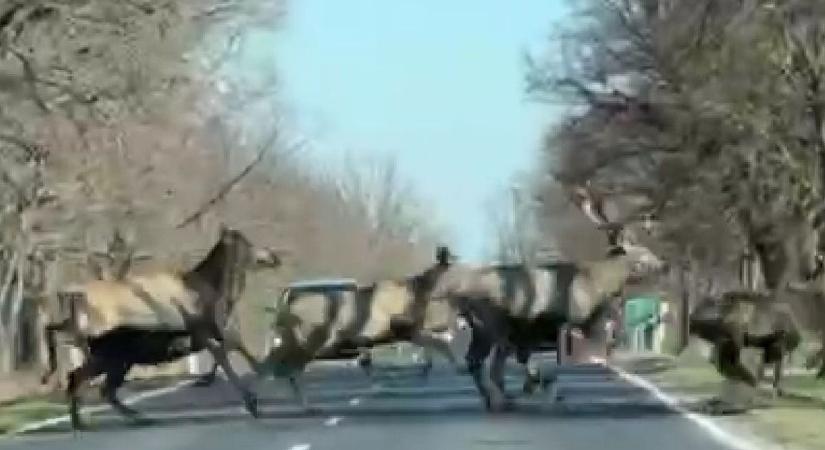 Félelmetes: hatalmas szarvasok az úttesten Baranya határában (VIDEÓ)