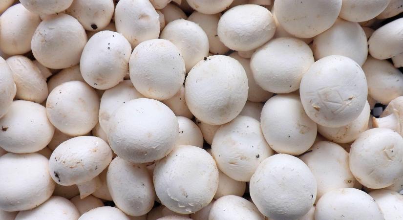 Hazánk nettó exportőr a gombapiacon