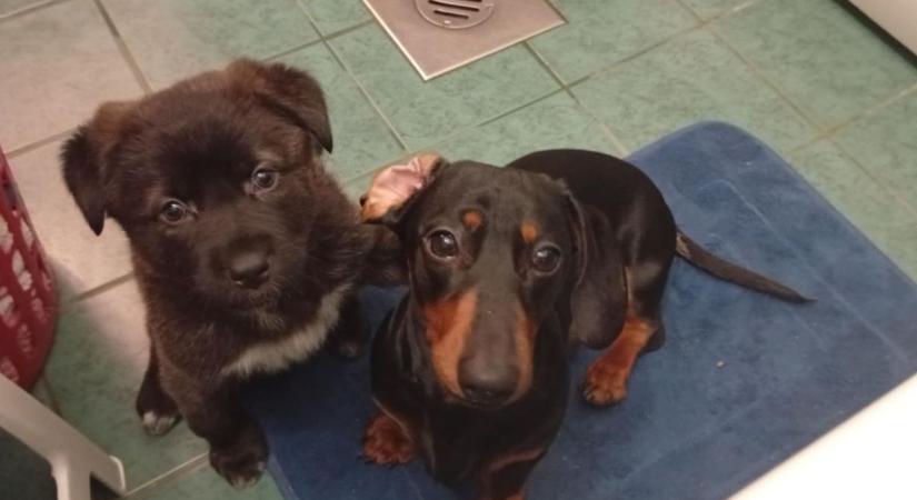 Gazdik, figyelem! Itt az ok, miért szűnik meg az állatorvosi ügyelet Baján